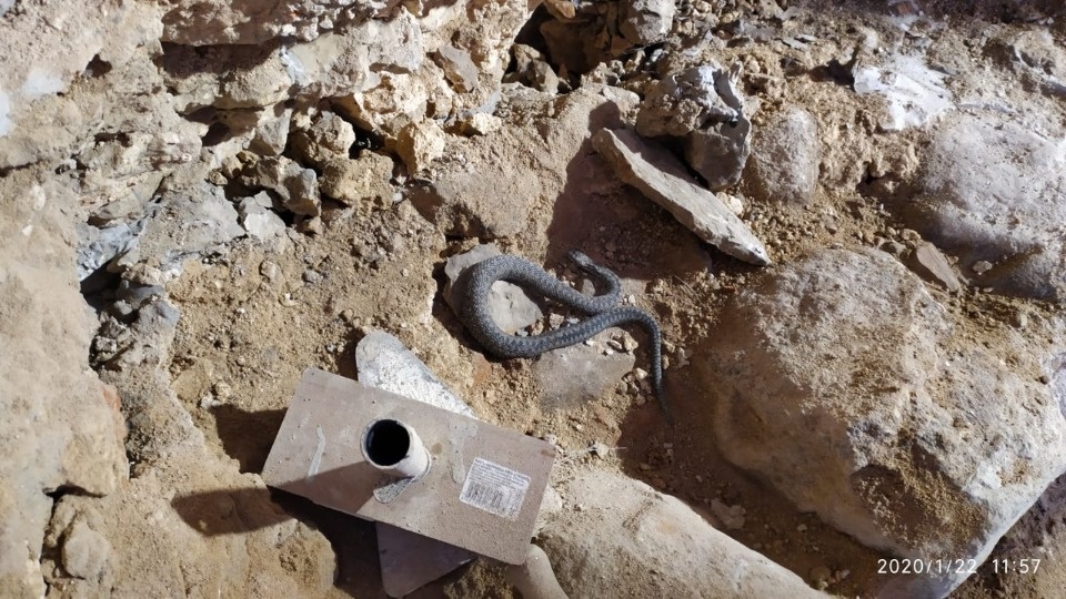 Живую «находку» обнаружили реставраторы в кладке стены псковской церкви