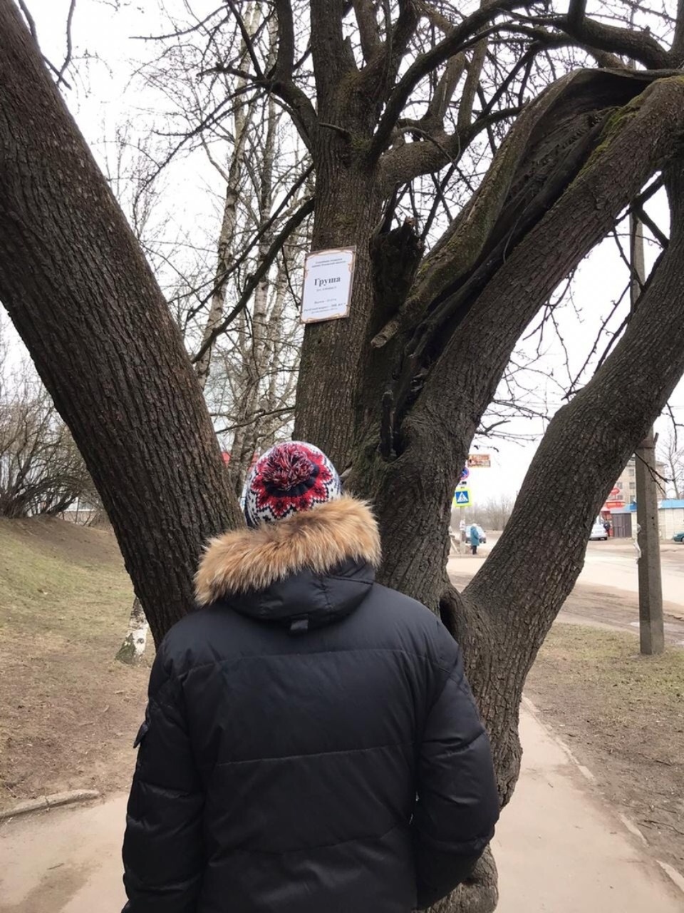 Старейшее плодовое дерево Псковской области увидели участники экскурсии по Овсищу