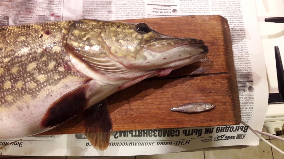 Из озера в Гдовском районе рыболовы достали щуку с 120 мальками леща и плотвы в  желудке