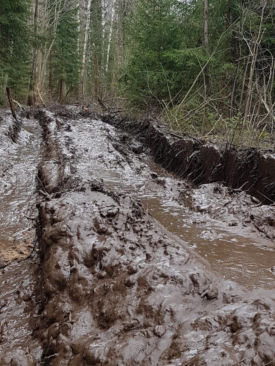 Красногородский район погублен лесозаготовителями — глава муниципалитета