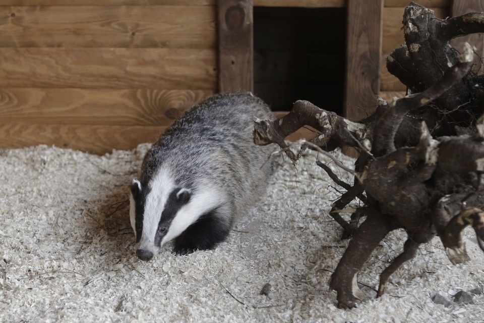 Шерстяные звезды