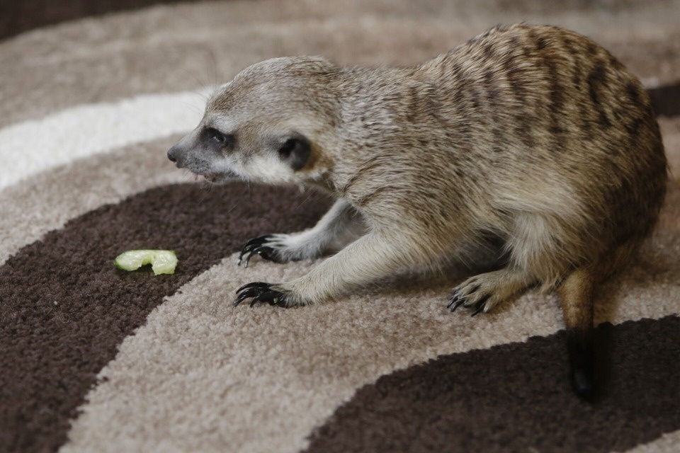 Шерстяные звезды