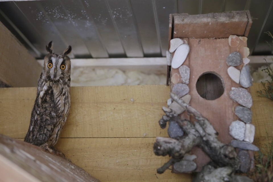 Шерстяные звезды