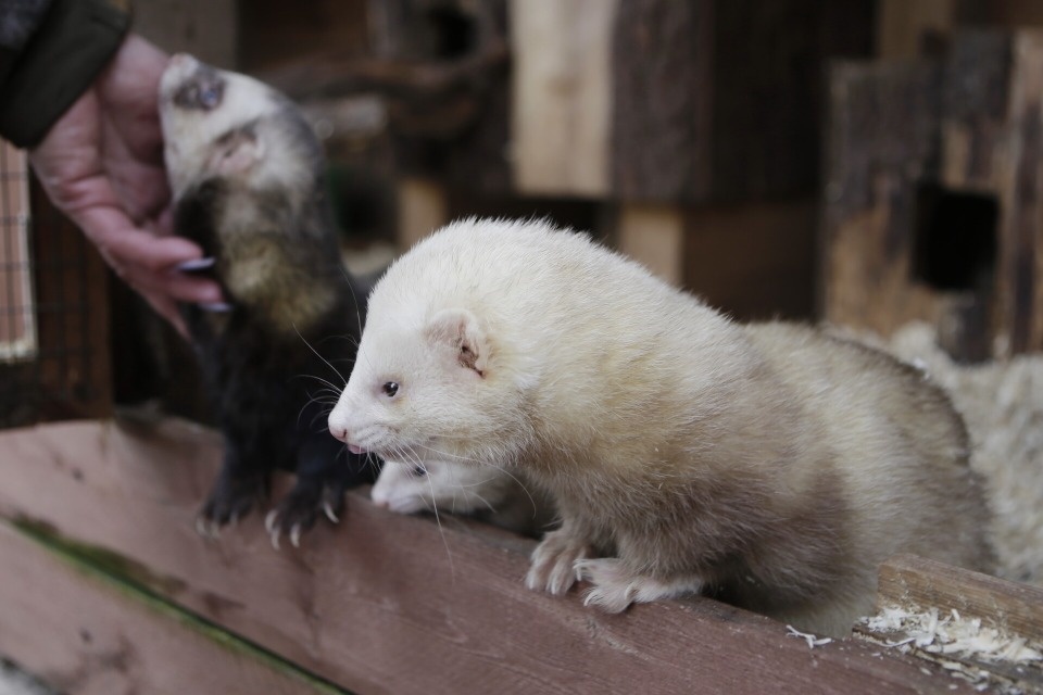 Шерстяные звезды