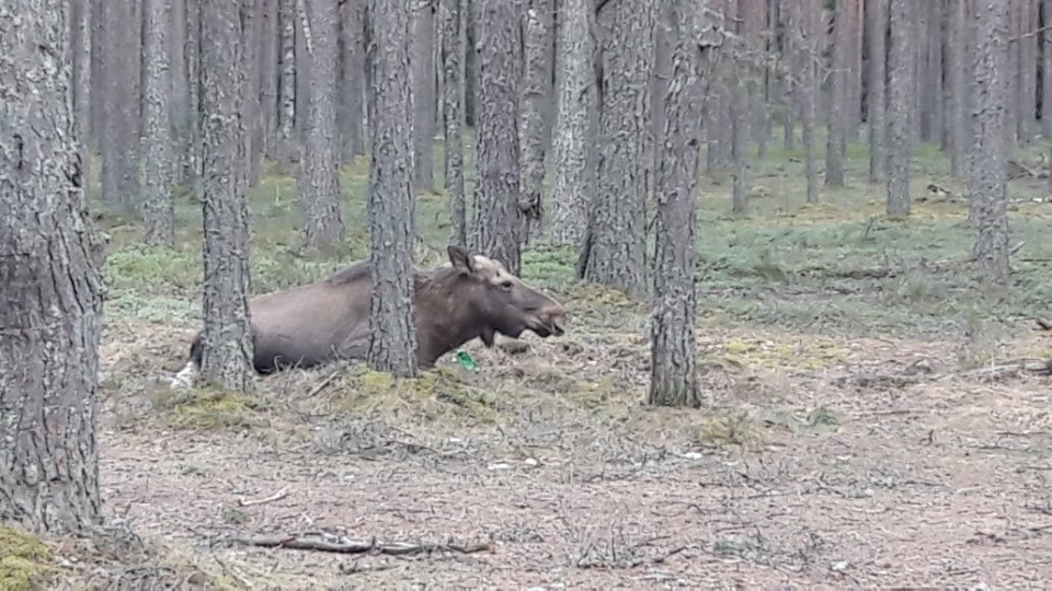 У деревни Знаменка в Псковском районе сбили беременную лосиху (ФОТО) У деревни Знаменка в Псковском районе сбили беременную лосиху (ФОТО)