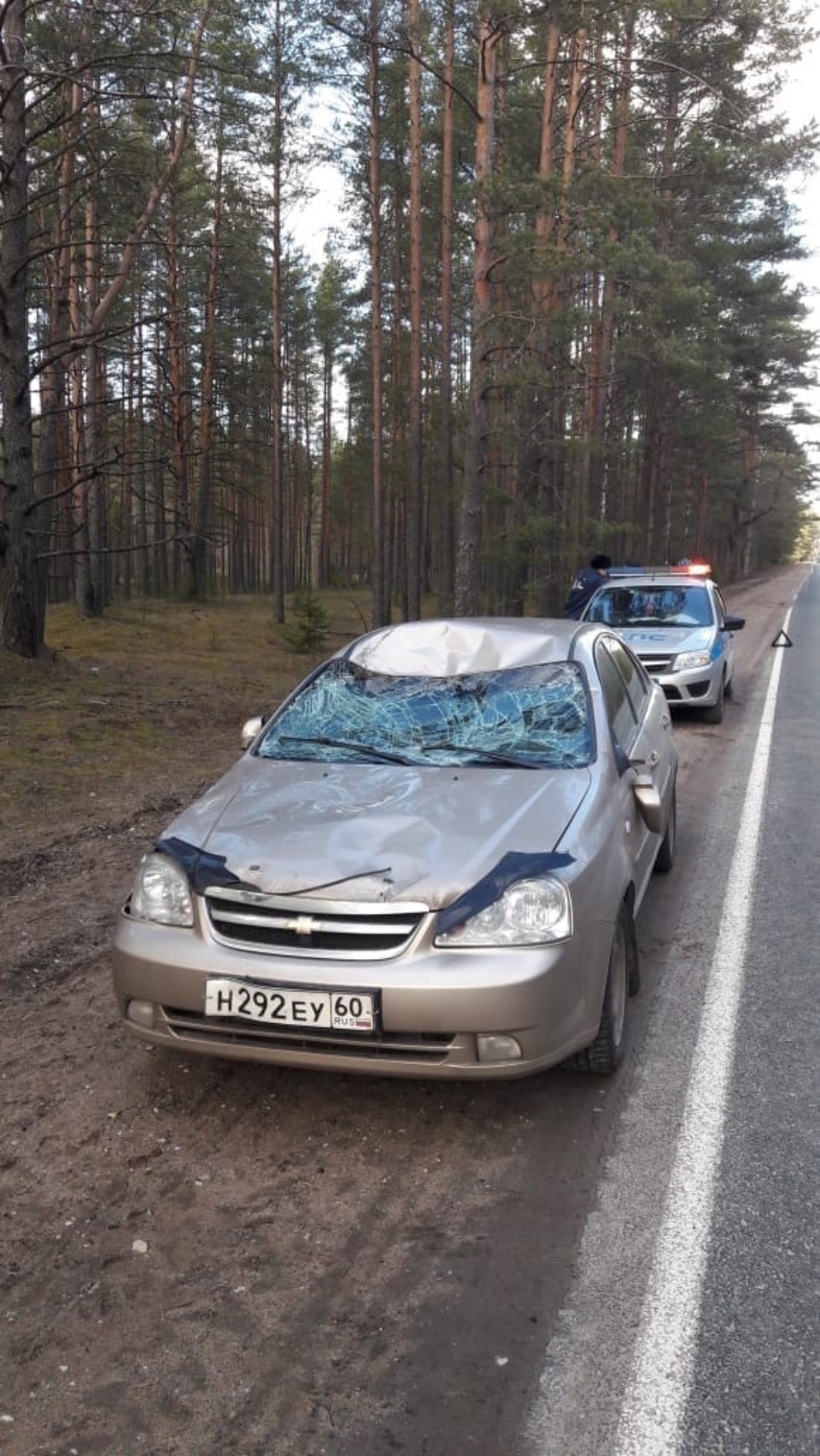 У деревни Знаменка в Псковском районе сбили беременную лосиху (ФОТО) У деревни Знаменка в Псковском районе сбили беременную лосиху (ФОТО)