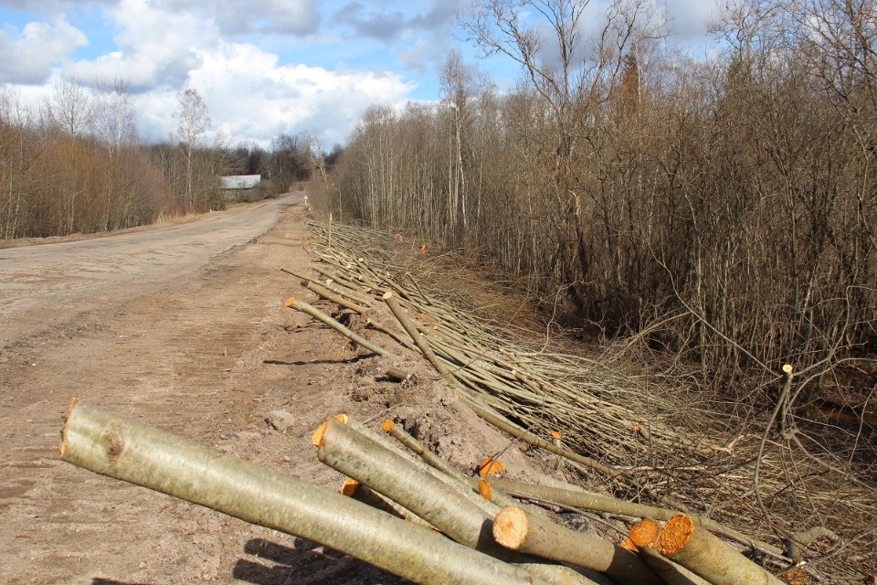 Между Невелем и деревней Поздноево валят деревья для благоустройства дороги Между Невелем и деревней Поздноево валят деревья для благоустройства дороги