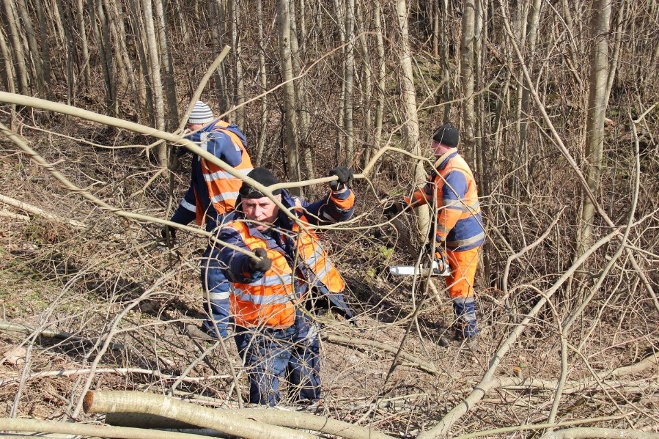 Между Невелем и деревней Поздноево валят деревья для благоустройства дороги Между Невелем и деревней Поздноево валят деревья для благоустройства дороги