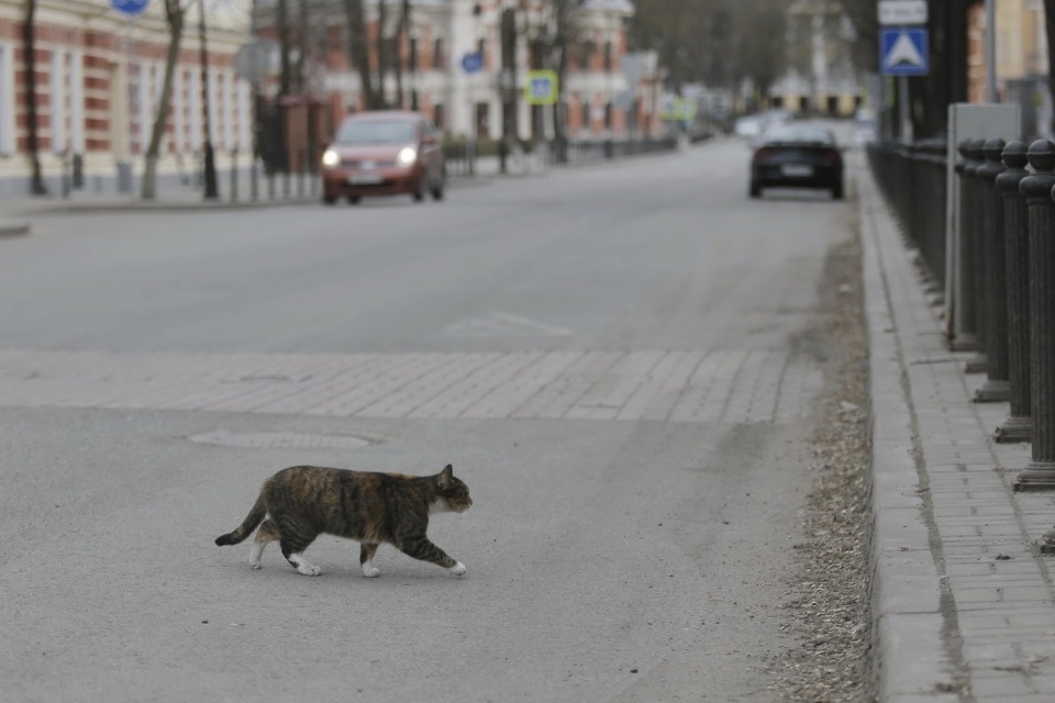 Псков на карантине