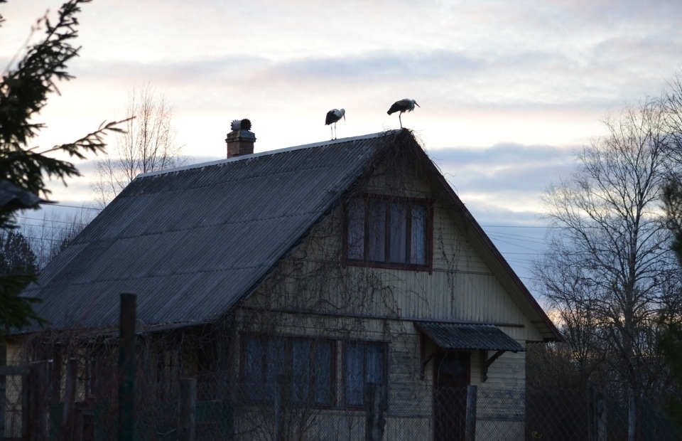 Семь птиц выпустили на волю из «Дома белого аиста» в Гдовском районе