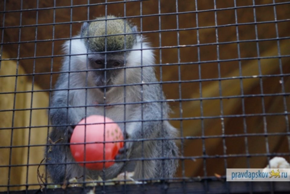 Опекун для рыси