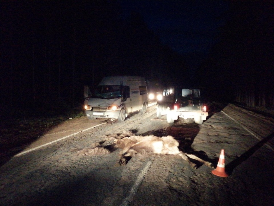 Пассажир пострадал при столкновении автомобиля с лосем на трассе Псков — Гдов 