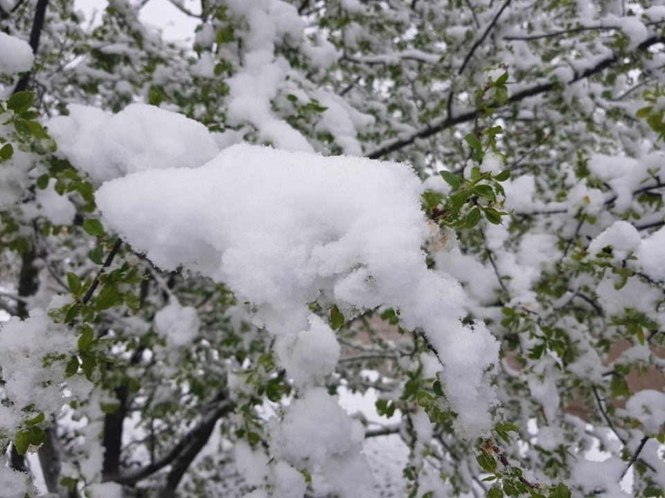 О налипании мокрого снега на провода предупреждает псковское ГУ МЧС