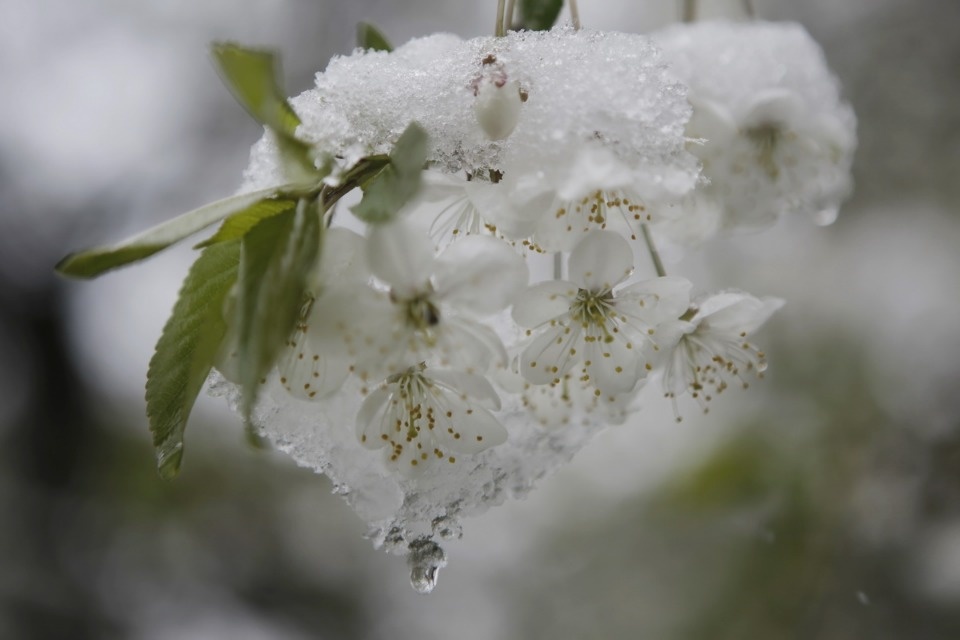 Как снег на голову