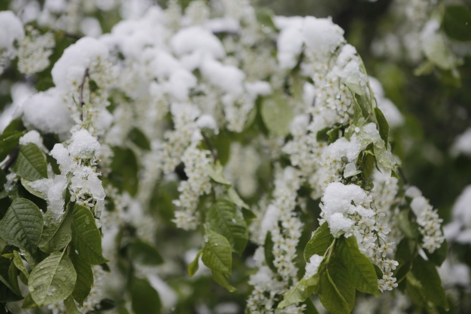 Как снег на голову