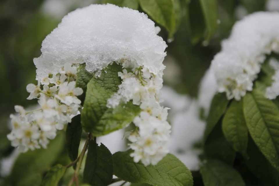 Как снег на голову
