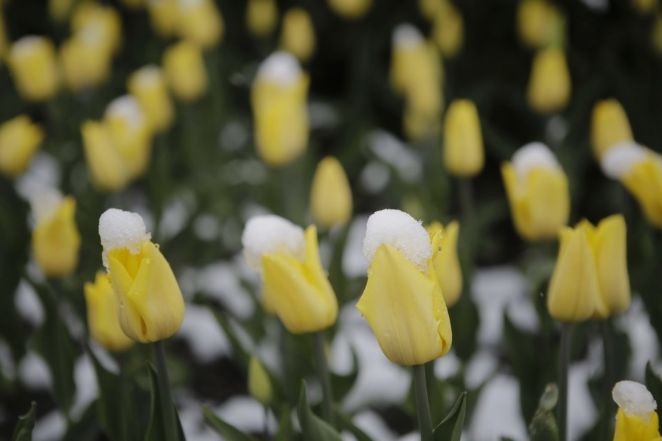 Как снег на голову