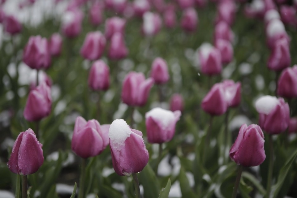 Как снег на голову