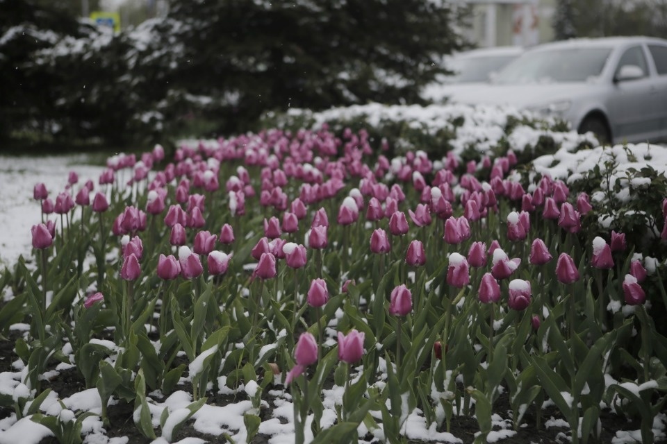 Как снег на голову