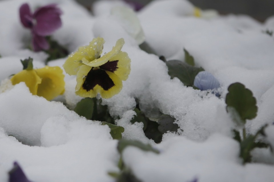 Как снег на голову