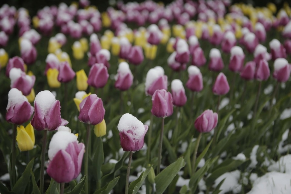 Как снег на голову