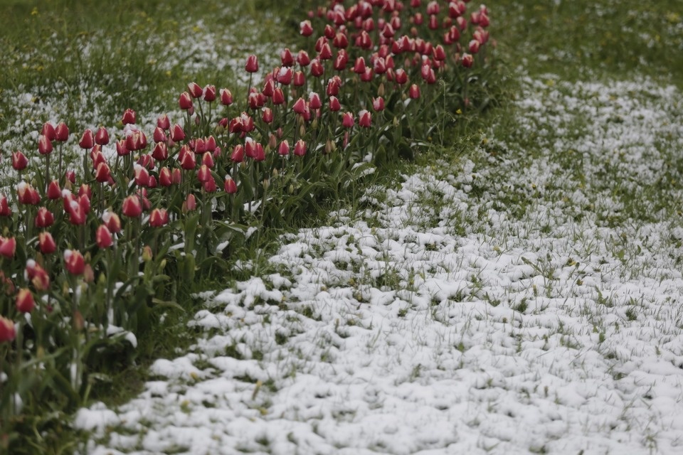 Как снег на голову