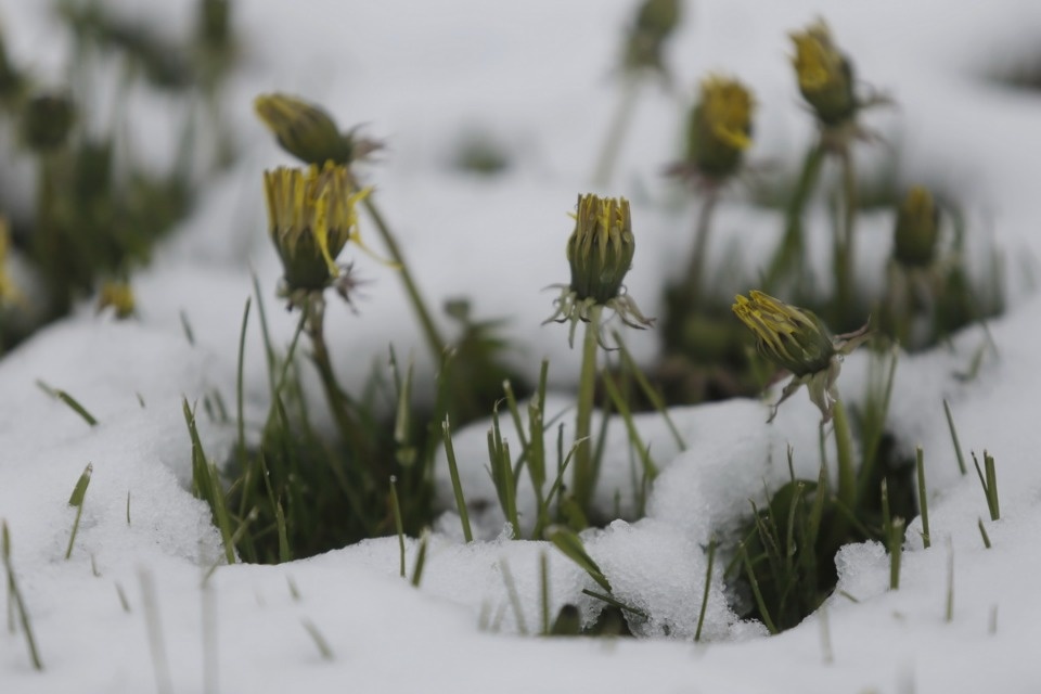 Как снег на голову