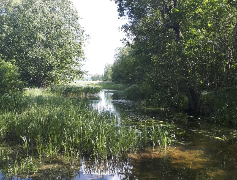 Тёплый июнь в Псковской области обещают синоптики 