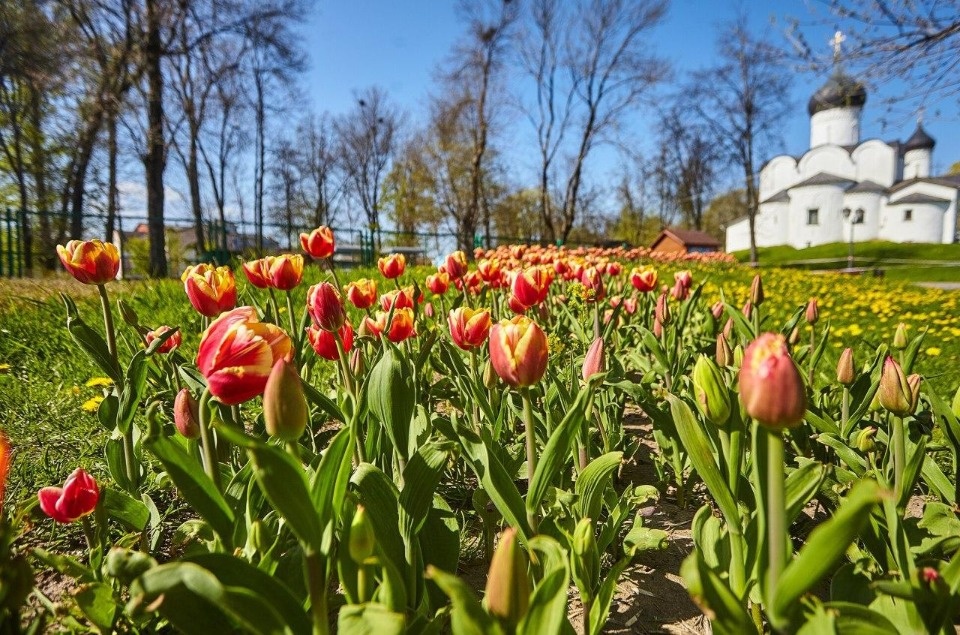 Первые пять дней июня будут тёплыми в Псковской области