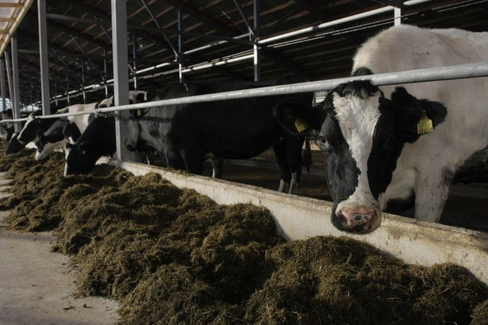 Два животноводческих комплекса на 1800 коров строятся в Псковской области