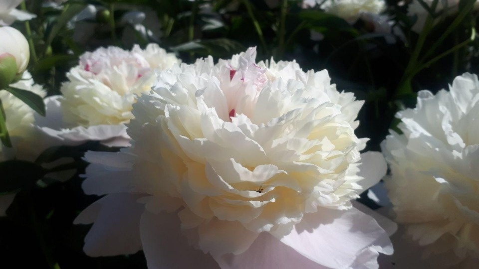 Температурный рекорд установлен в Пскове