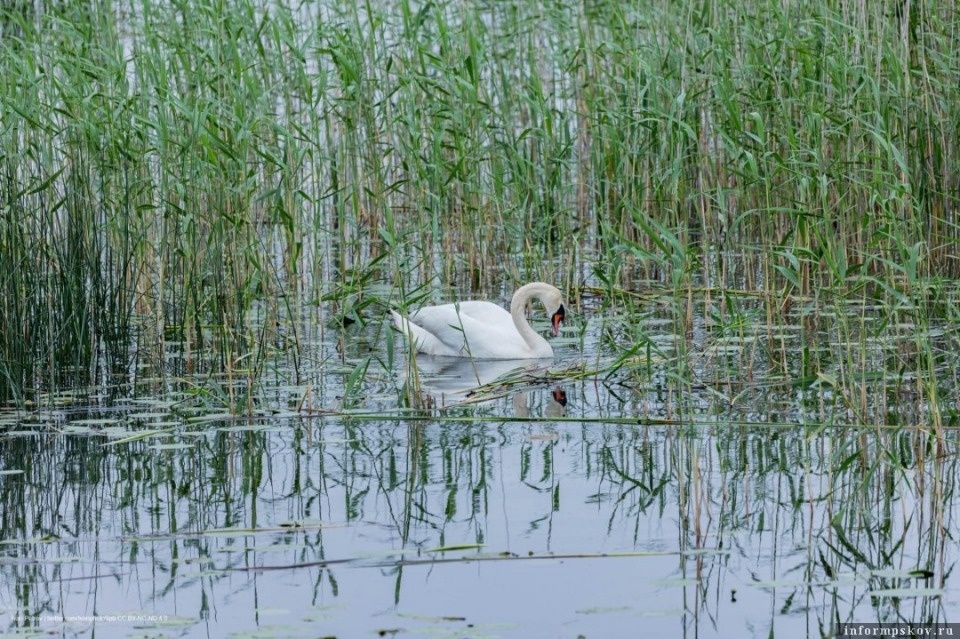 Редкая птица залетела в Псковскую область