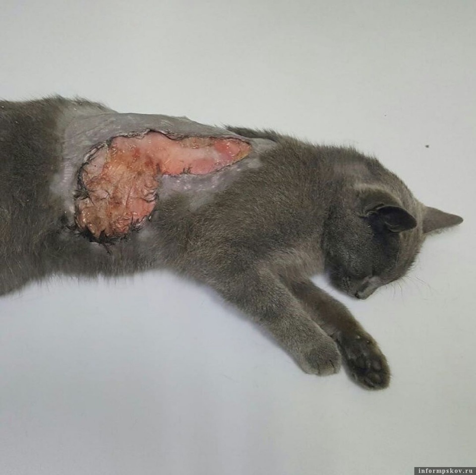 Неравнодушные псковичи спасли съедаемого опарышами раненого кота Неравнодушные псковичи спасли съедаемого опарышами раненого кота