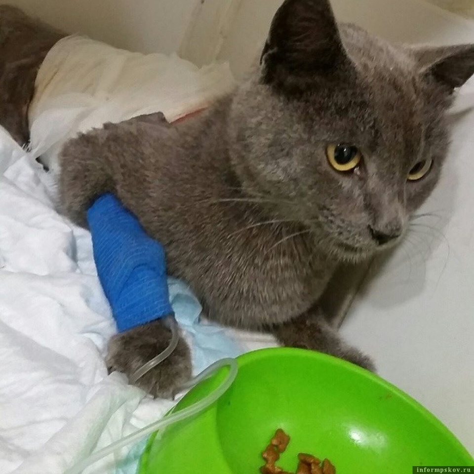 Неравнодушные псковичи спасли съедаемого опарышами раненого кота Неравнодушные псковичи спасли съедаемого опарышами раненого кота