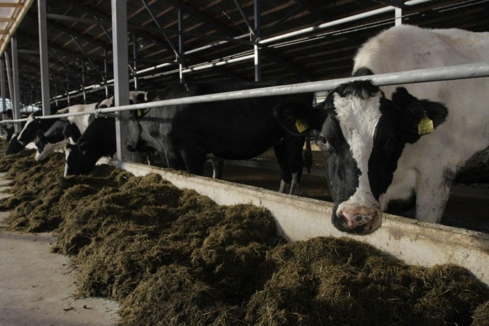 Пыталовский, Великолукский и Псковский районы активнее других заготавливают корма