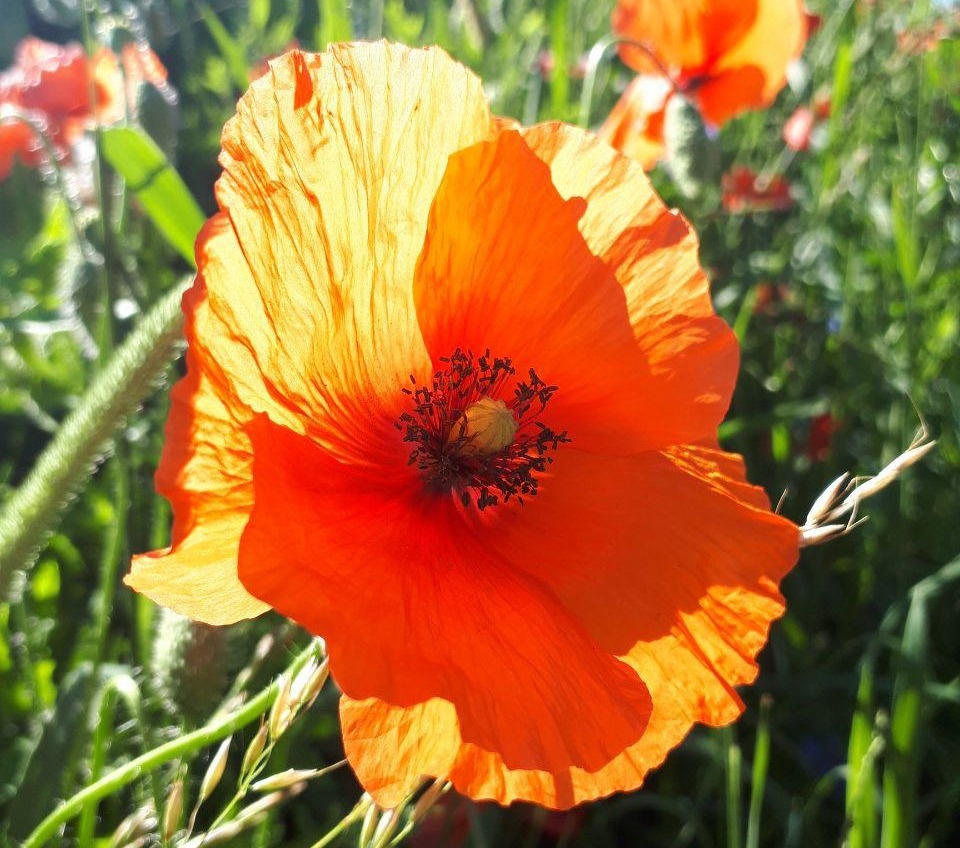 К выходным в Псковской области потеплеет