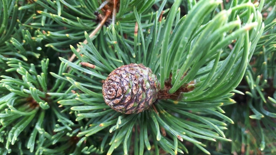 В Псковской области снова объявлено о неблагоприятном погодном явлении