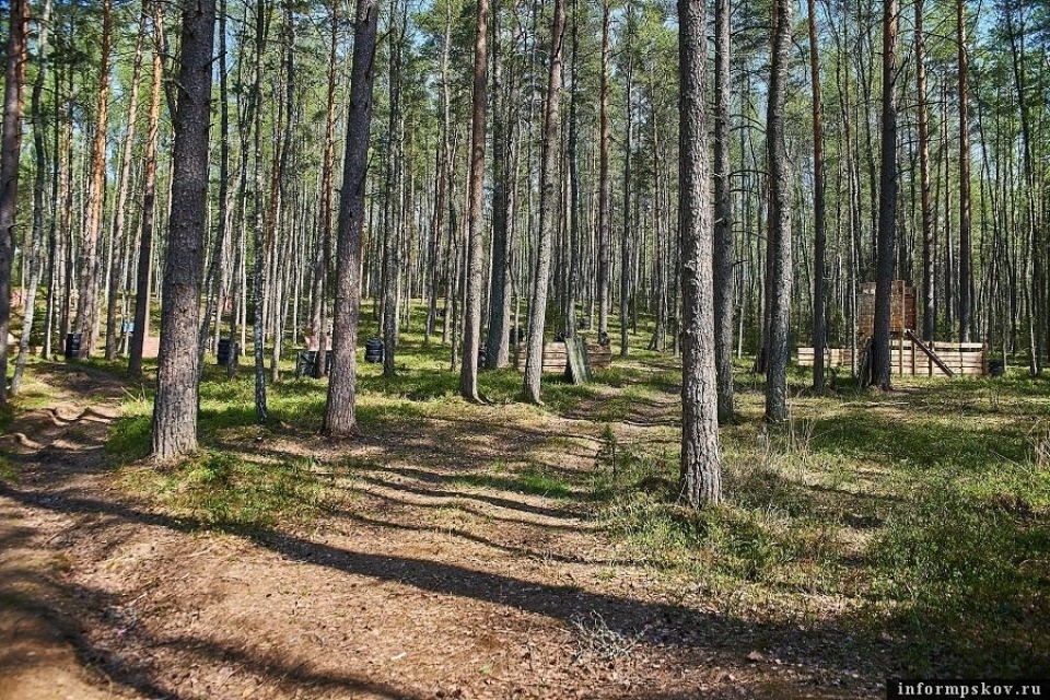 План по лесовосстановлению выполнили в Псковской области на 100%