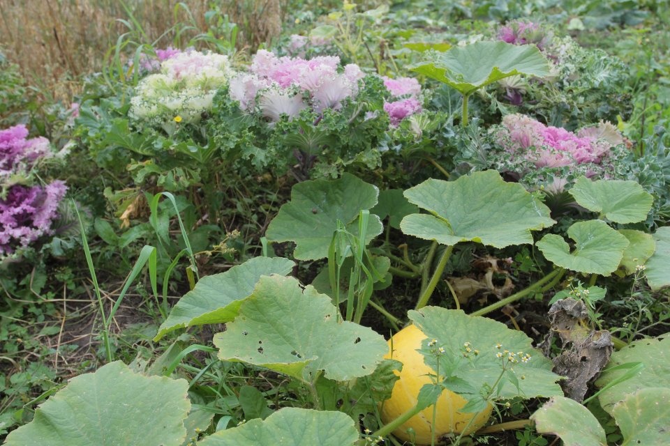 Земля и воля