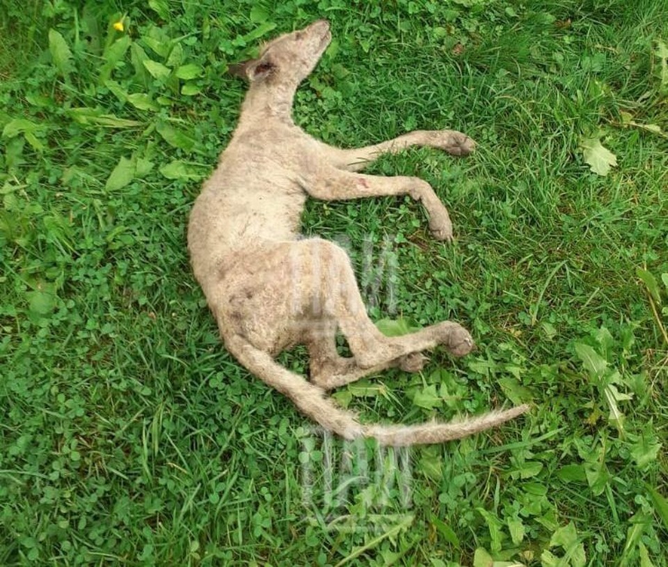 Необычного зверя поймали в Себежском районе