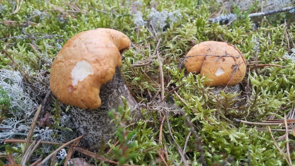 Трёх заблудившихся вывели спасатели из псковских лесов