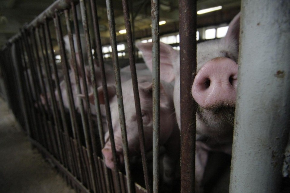 За грантовые деньги борются 27 псковских фермеров  