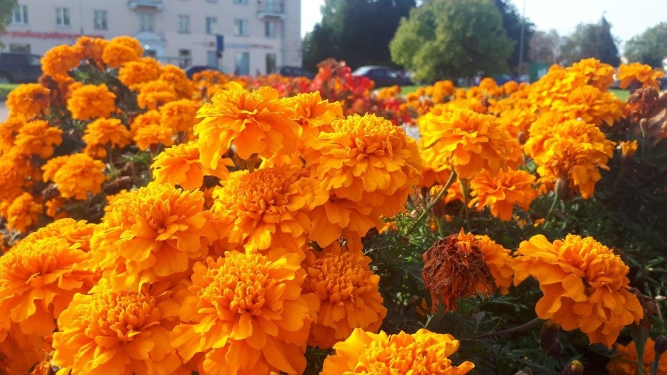 Солнечная погода вернётся в Псковскую область 19 сентября