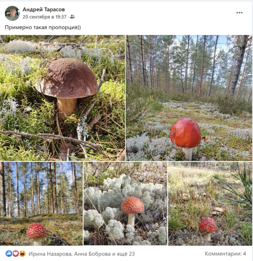 Известные псковичи раскрыли свои грибные места Известные псковичи раскрыли свои грибные места