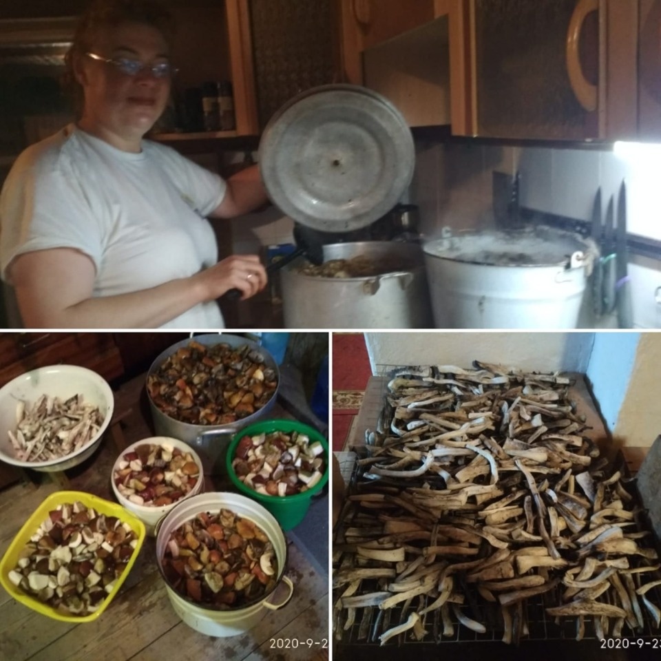 Известные псковичи раскрыли свои грибные места Известные псковичи раскрыли свои грибные места