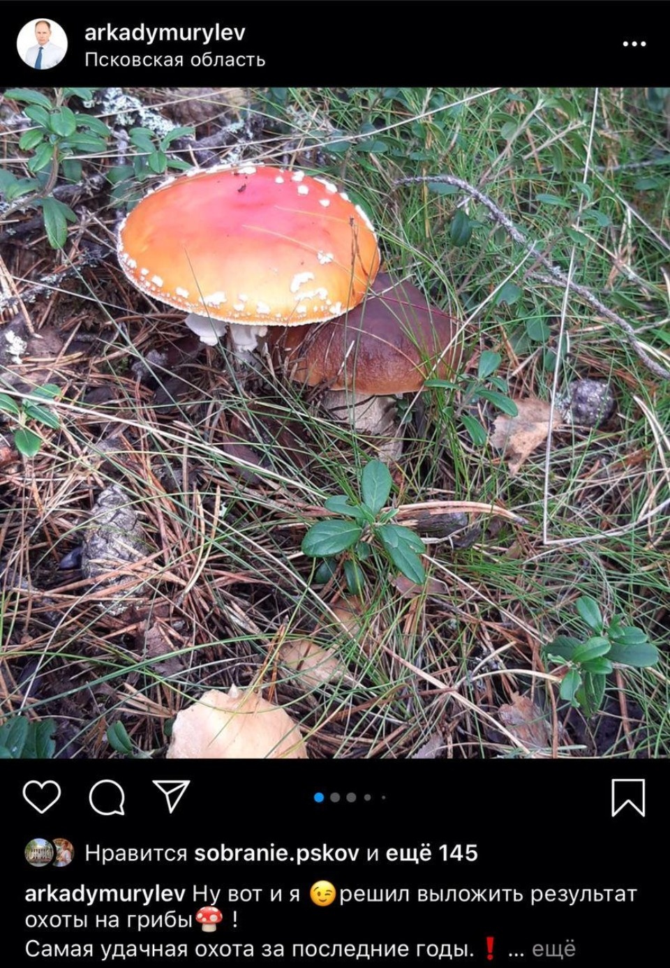 Известные псковичи раскрыли свои грибные места Известные псковичи раскрыли свои грибные места