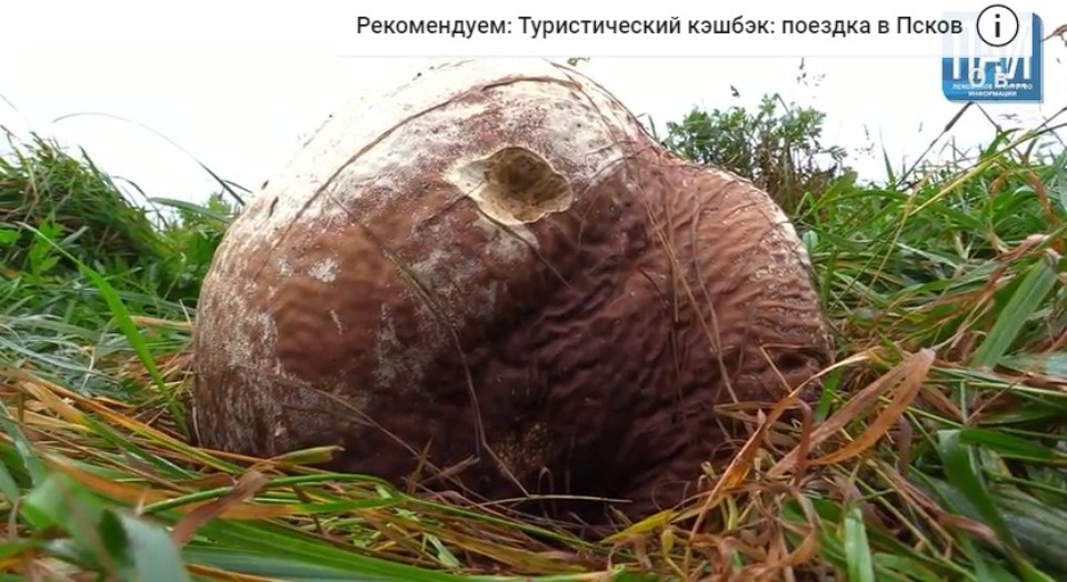 Родственниками шампиньонов оказались гигантские грибы с участка псковича