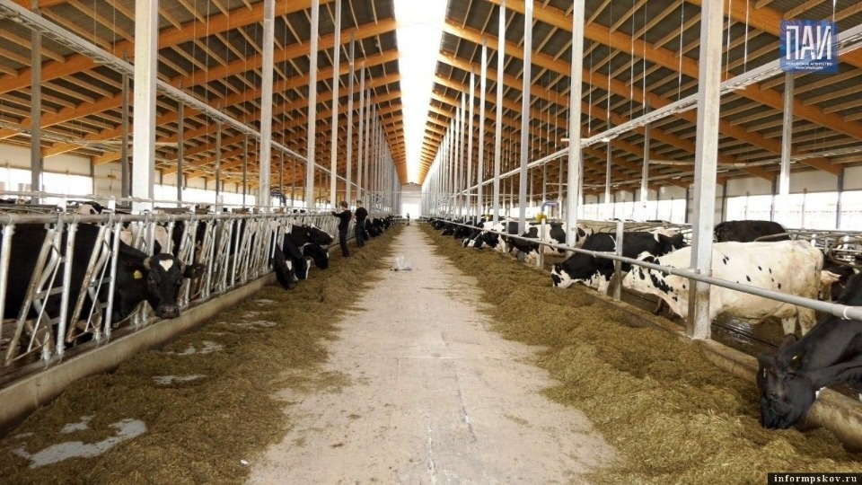 Агропомощь Псковской области: от льготных кредитов Россельхозбанка к продовольственной безопасности страны