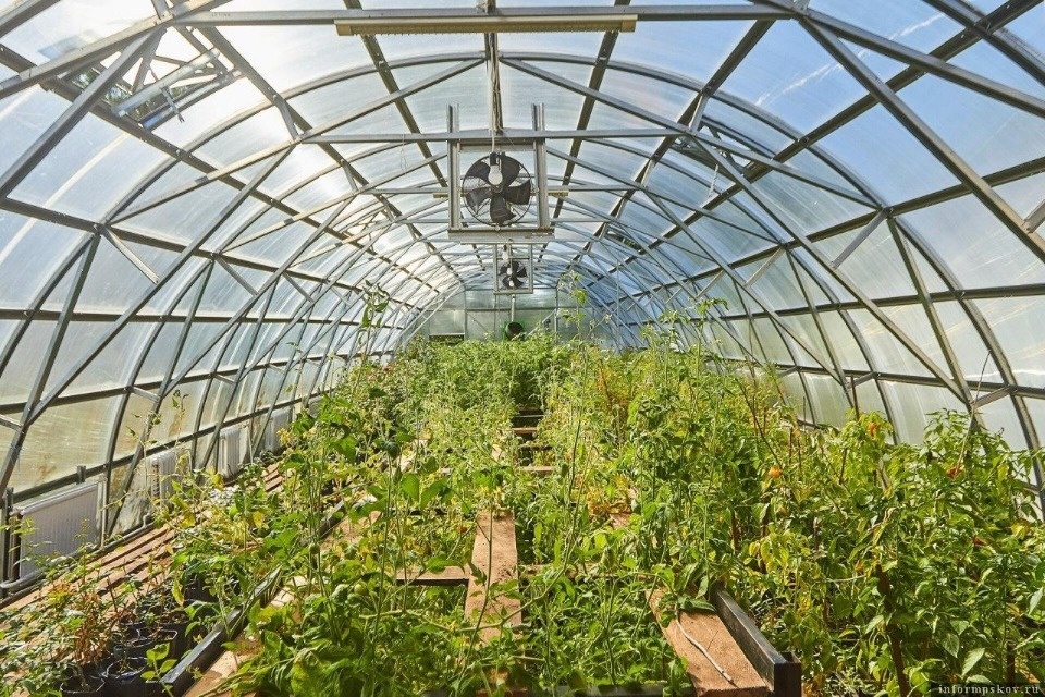 Агропомощь Псковской области: от льготных кредитов Россельхозбанка к продовольственной безопасности страны