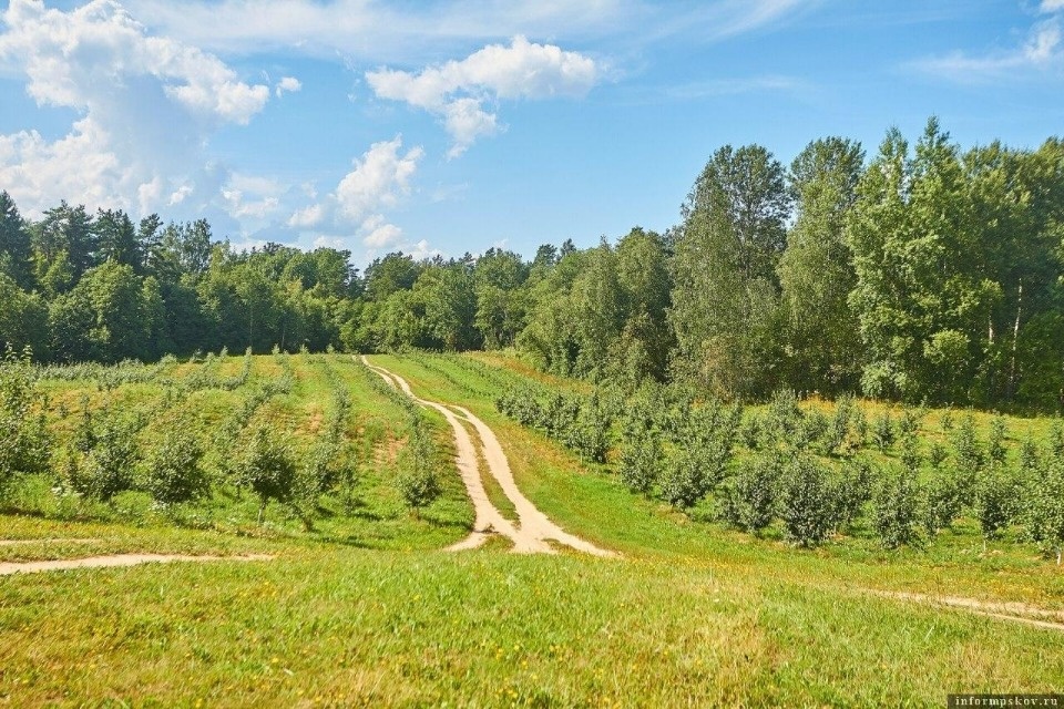 Агропомощь Псковской области: от льготных кредитов Россельхозбанка к продовольственной безопасности страны